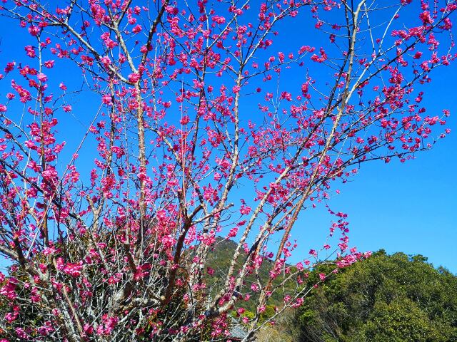 冬の花