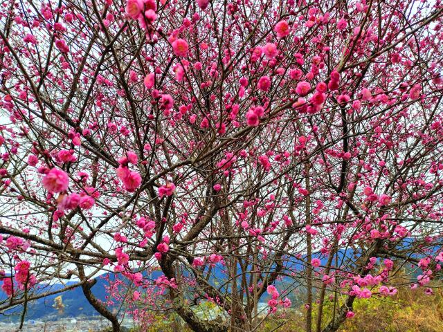 冬の花