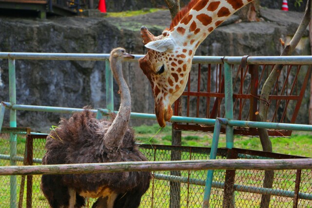 東山動物園