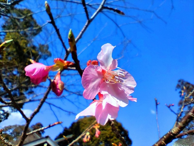 2022年河津桜開花