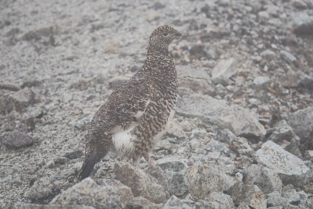 八方尾根のママ雷鳥4