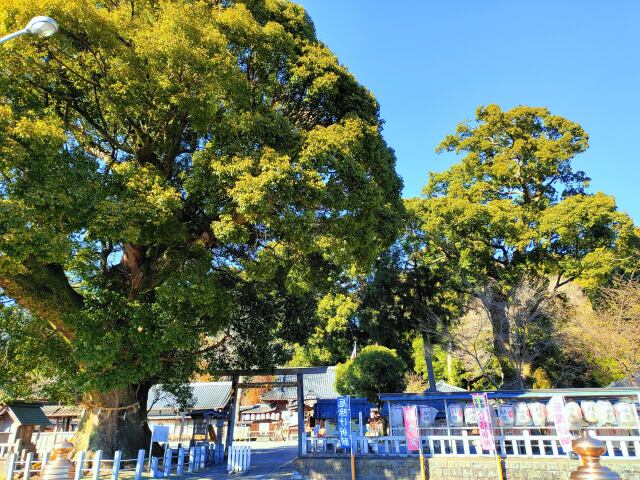 大楠と神社