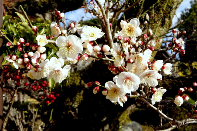 春の光に咲いている梅の花