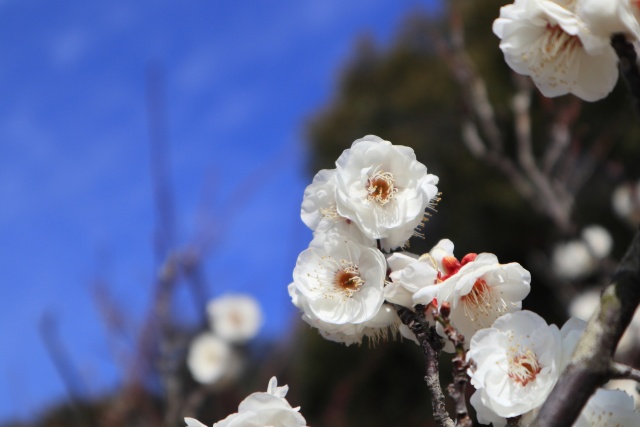 白梅の花