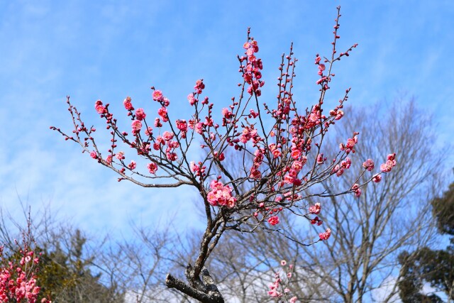 老木の枝に咲く紅梅