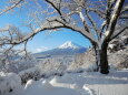 雪と富士山