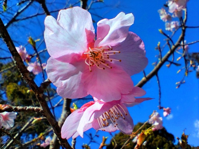 河津桜