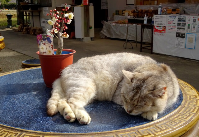 梅の花と猫ちゃんと暖かい春の光