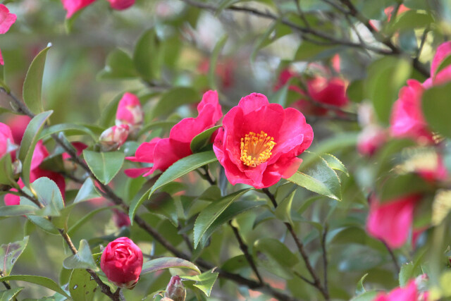 山茶花