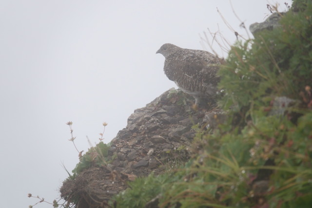 八方尾根の雌雷鳥