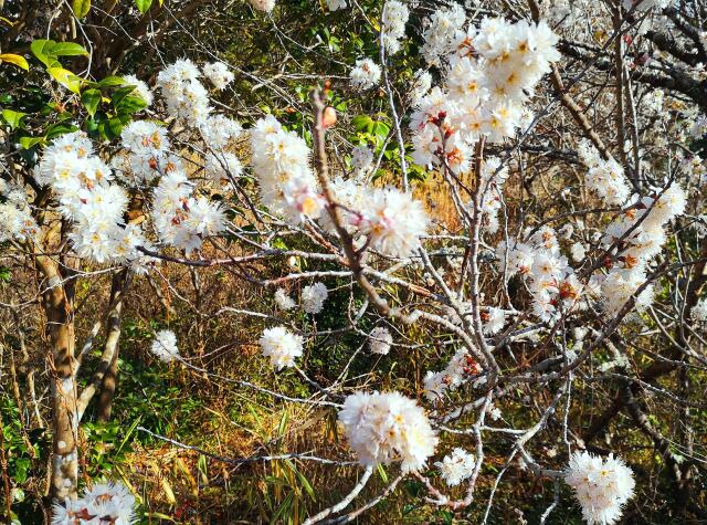 冬の花