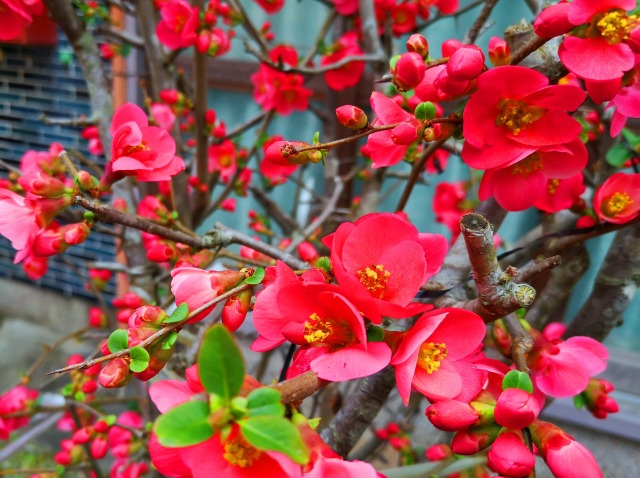 冬の花