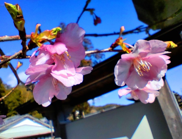 河津桜