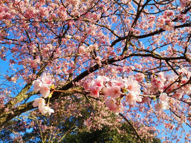 早咲きの桜