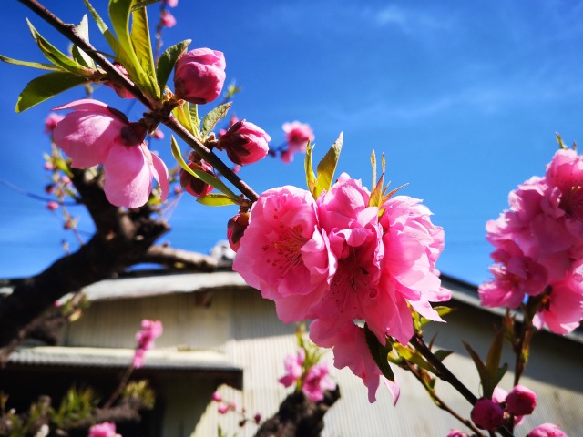 河津桜