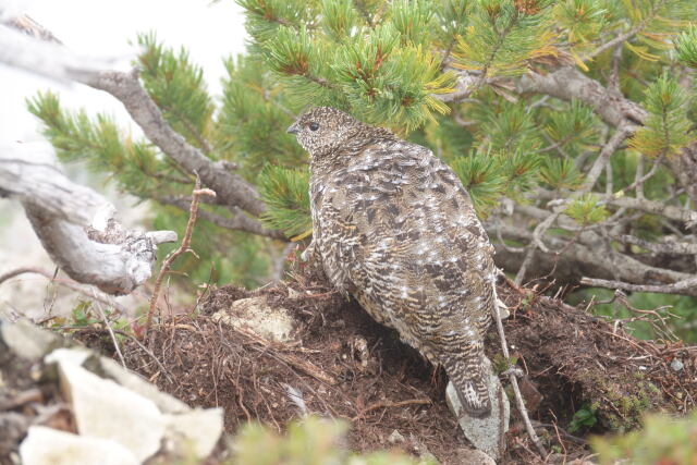 五竜岳の雌雷鳥3