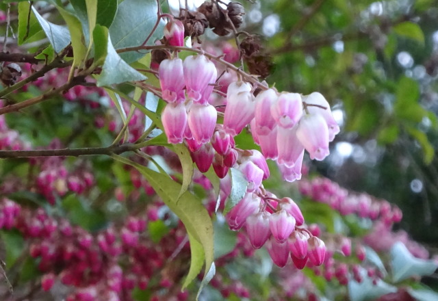 咲き始めた馬酔木の花