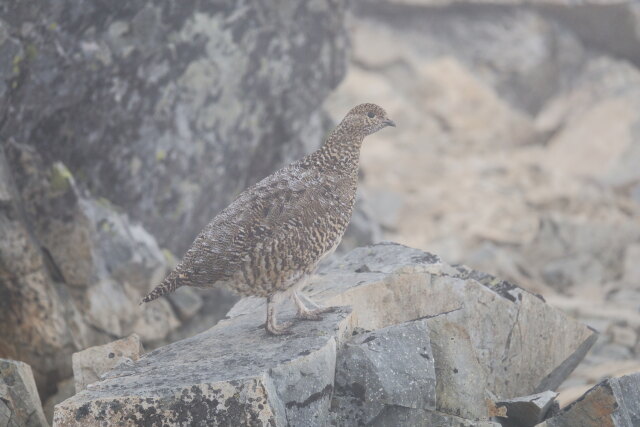 五竜岳の雌雷鳥4