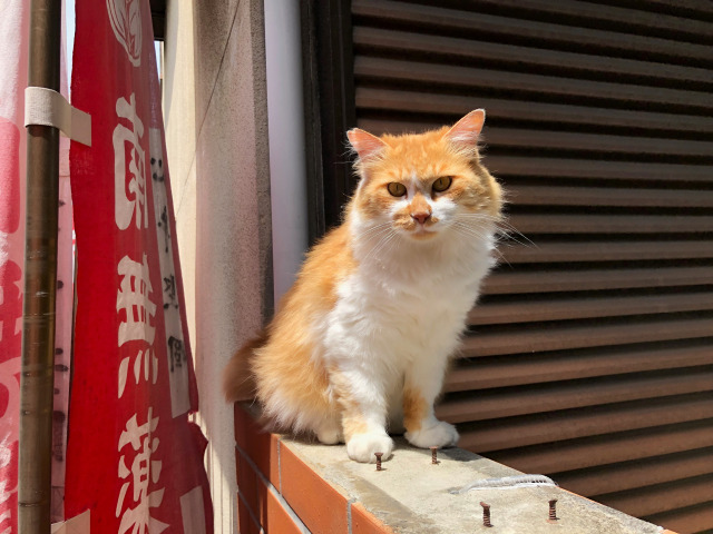 豊川のネッコ