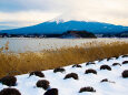 富士山とススキと雪景色