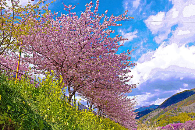 河津桜と菜の花