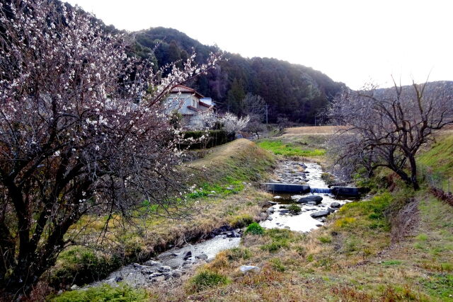 梅の花が咲いている小川