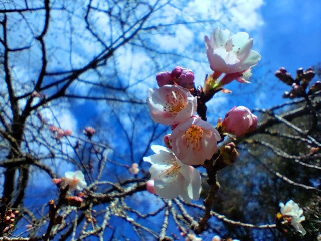 早咲きの桜