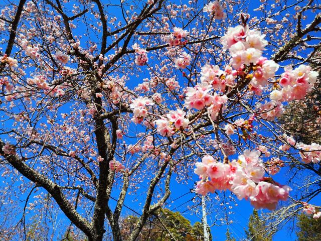 早咲きの桜