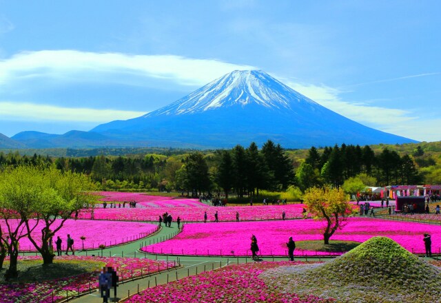 富士山春