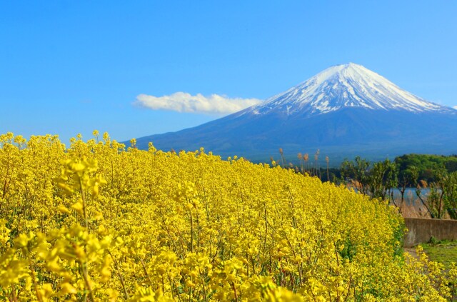 富士山春