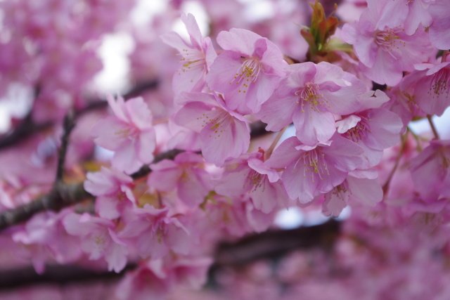 河津桜