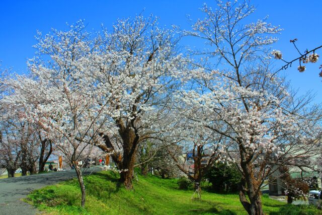 伊勢宮川春