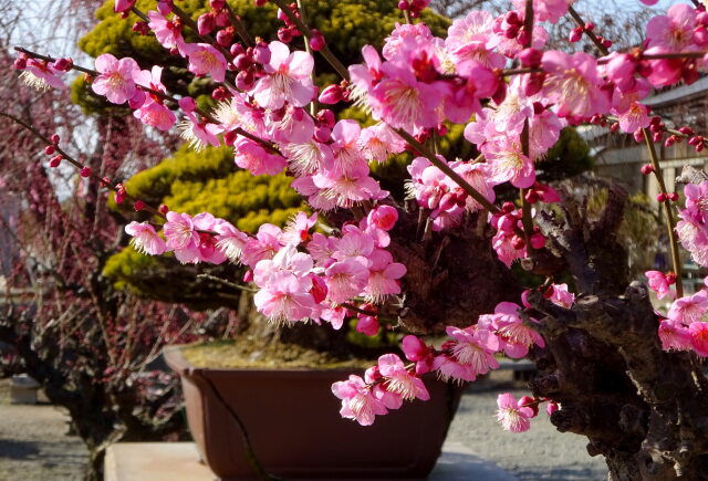 さわやかな梅の花