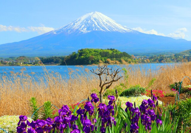 富士山春