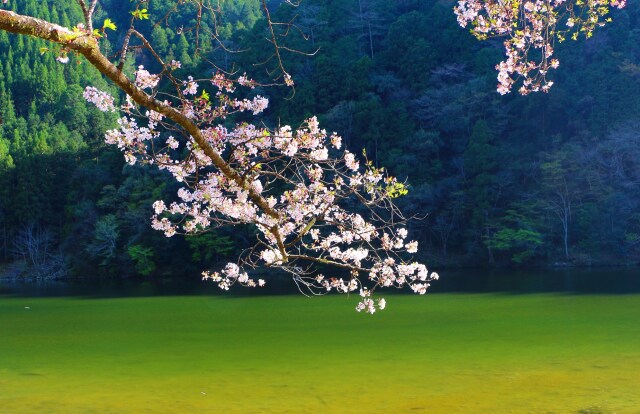 下北山村春