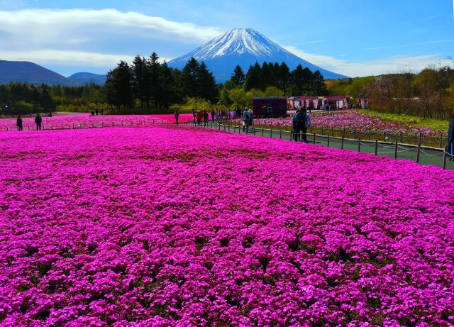 富士山春