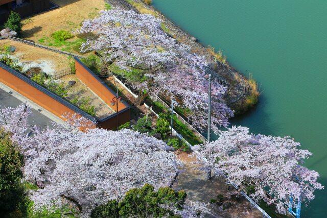 木曽川春