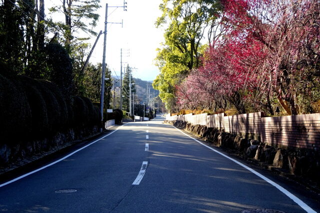 梅の花が咲いている通り道