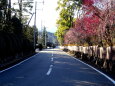 梅の花が咲いている通り道