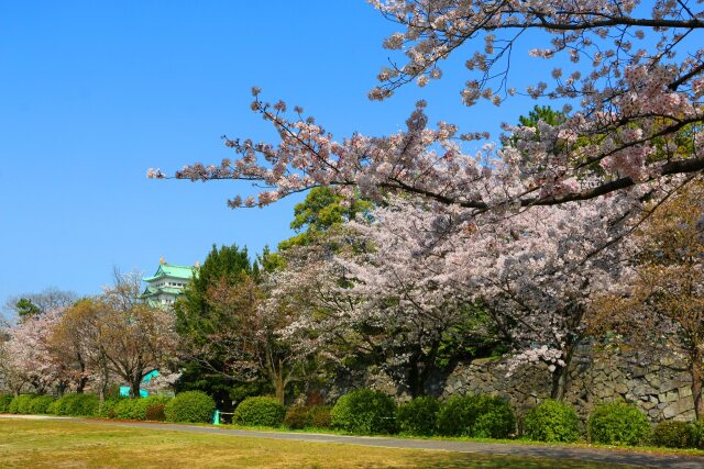 名古屋城春