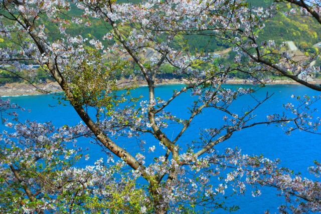 春の海と桜