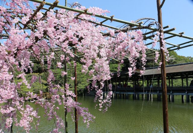 平安神宮春