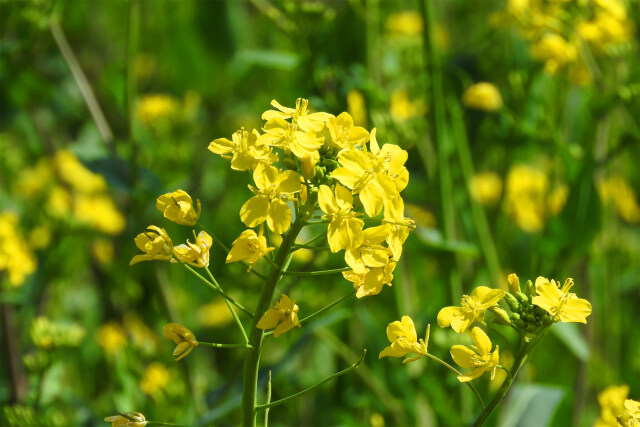 菜の花 春光