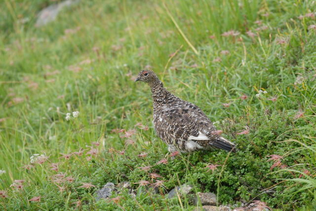 八方尾根のママ雷鳥