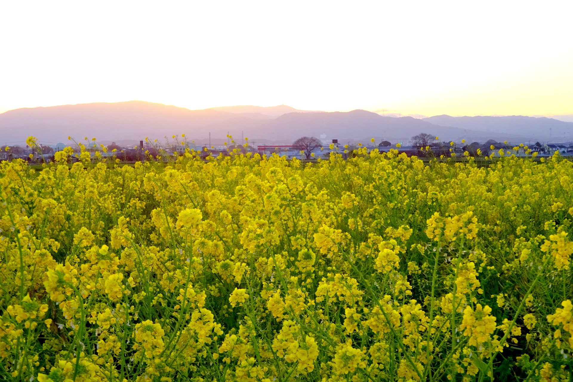 日本の風景 菜の花畑に入日薄れ 壁紙19x1280 壁紙館