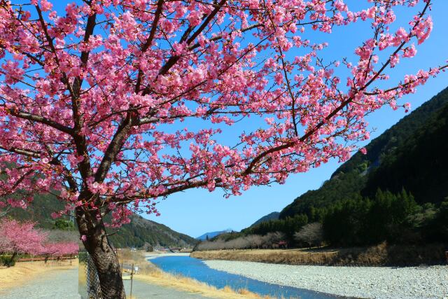 河津桜と清流銚子川