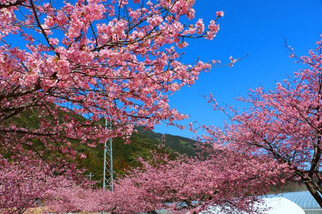 河津桜