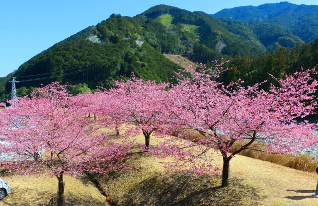 河津桜