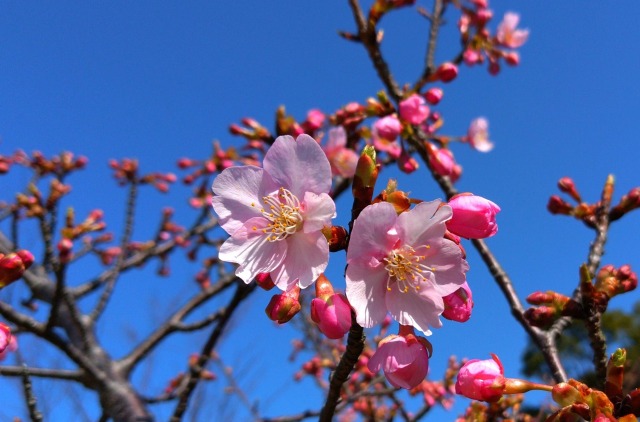 河津桜