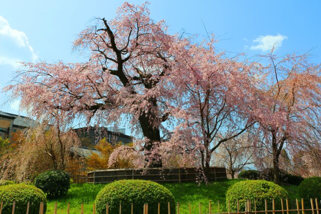 円山公園春